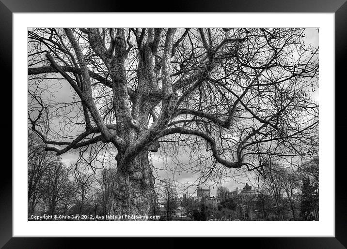 Old Oak Tree Framed Mounted Print by Chris Day