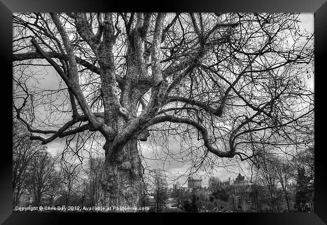 Old Oak Tree Framed Print by Chris Day