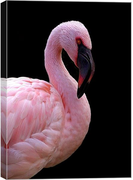 FLAMINGO Canvas Print by Anthony R Dudley (LRPS)