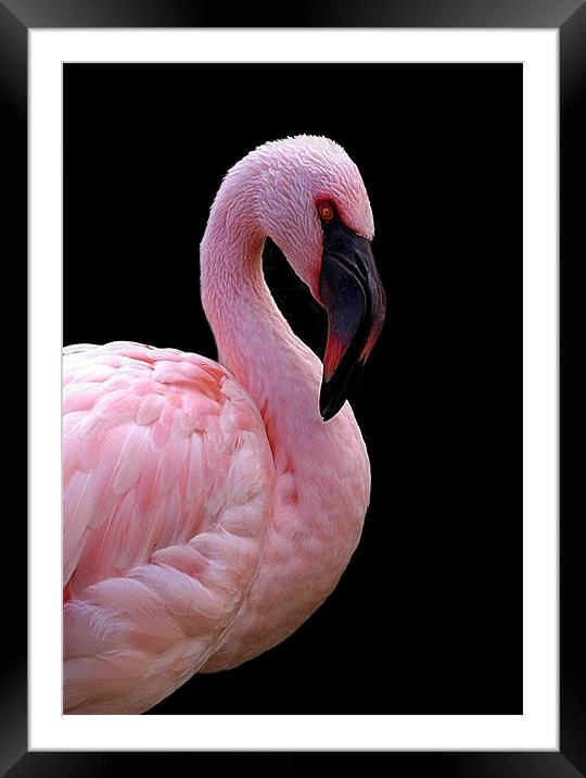 FLAMINGO Framed Mounted Print by Anthony R Dudley (LRPS)
