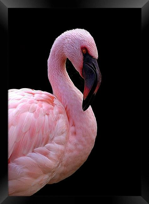 FLAMINGO Framed Print by Anthony R Dudley (LRPS)