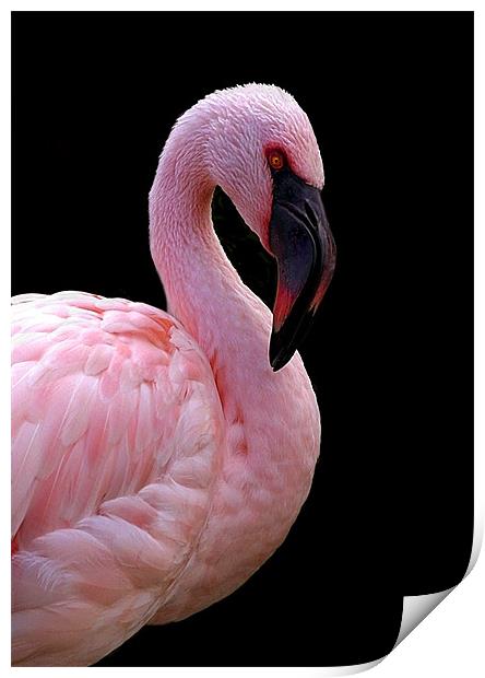 FLAMINGO Print by Anthony R Dudley (LRPS)