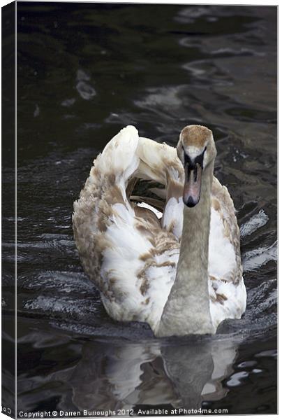 Young Swan Canvas Print by Darren Burroughs