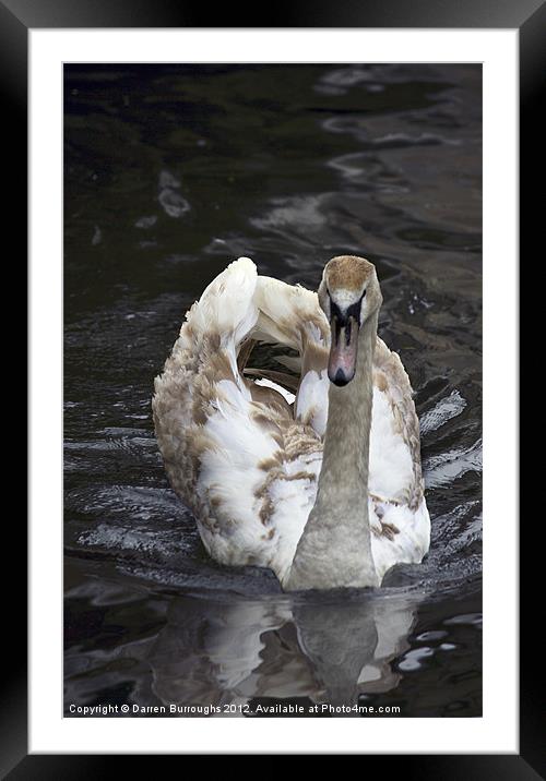 Young Swan Framed Mounted Print by Darren Burroughs