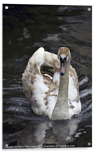 Young Swan Acrylic by Darren Burroughs