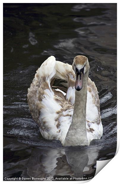 Young Swan Print by Darren Burroughs