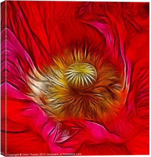 Red Poppy Heart Canvas Print by Chris Thaxter