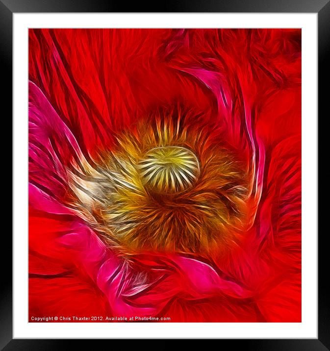 Red Poppy Heart Framed Mounted Print by Chris Thaxter