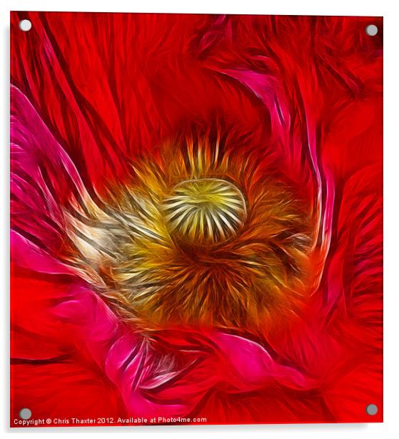 Red Poppy Heart Acrylic by Chris Thaxter