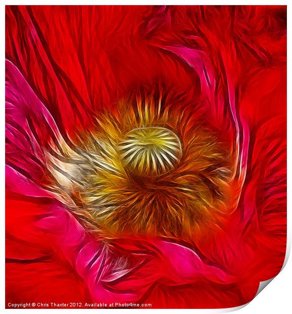 Red Poppy Heart Print by Chris Thaxter