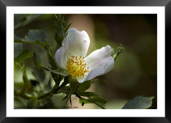 Wating for a bee Framed Mounted Print by les tobin