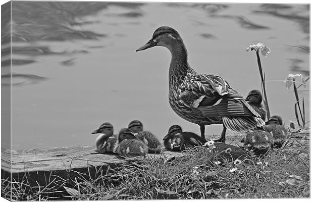 Ducklings Canvas Print by Donna Collett