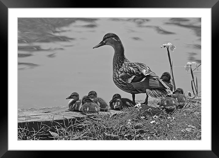 Ducklings Framed Mounted Print by Donna Collett