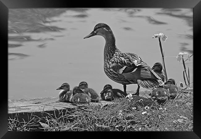 Ducklings Framed Print by Donna Collett