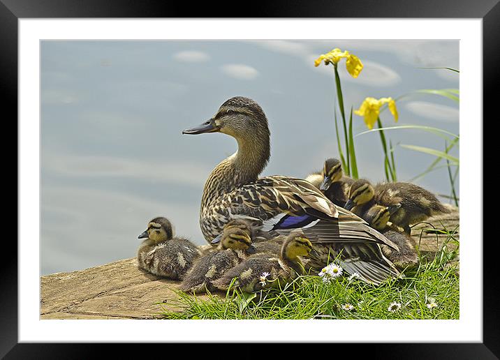 Sun bathing Framed Mounted Print by Donna Collett
