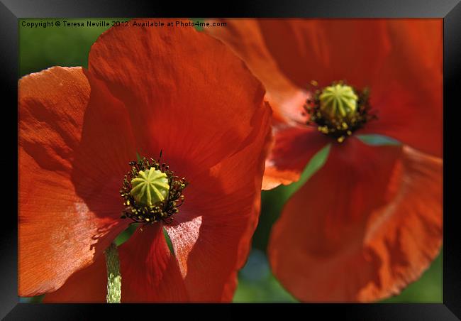 Poppy Framed Print by Teresa Neville