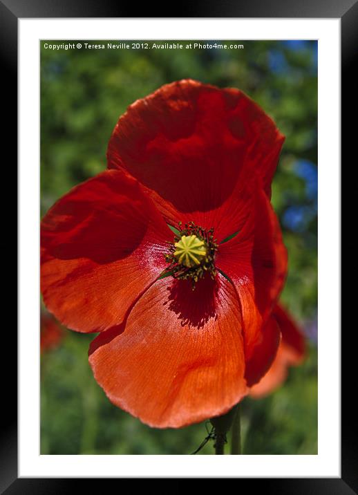 Single Red Poppy Framed Mounted Print by Teresa Neville