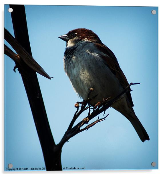 Tree Sparrow Acrylic by Keith Thorburn EFIAP/b