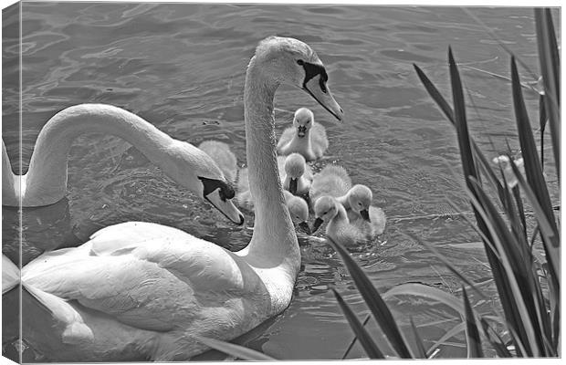 Family Outing Canvas Print by Donna Collett