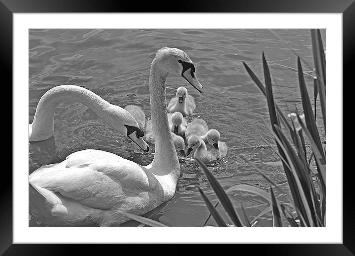 Family Outing Framed Mounted Print by Donna Collett