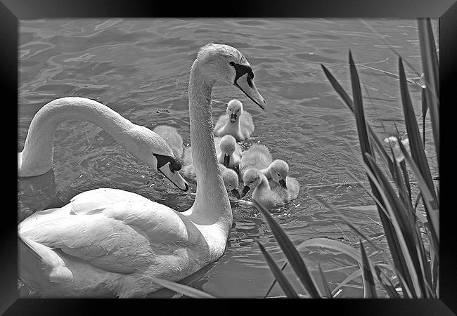 Family Outing Framed Print by Donna Collett