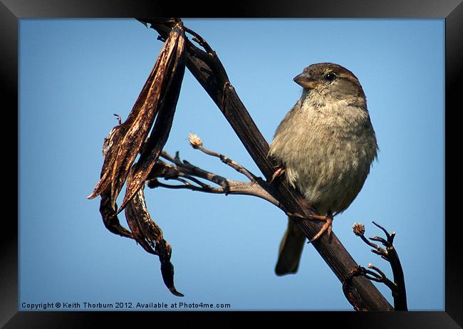 Female Tree Sparrow Framed Print by Keith Thorburn EFIAP/b