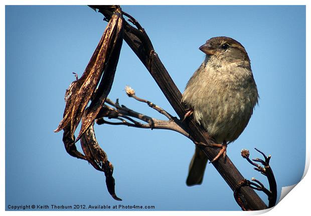 Female Tree Sparrow Print by Keith Thorburn EFIAP/b