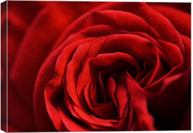 Red Rose Canvas Print by Adam Payne