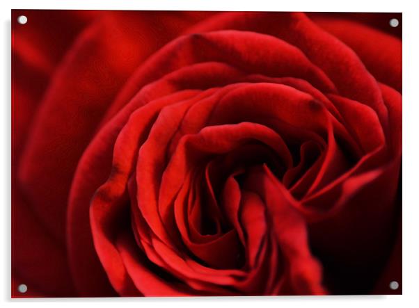 Red Rose Acrylic by Adam Payne