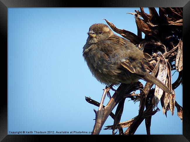 Female Tree Sparrow Framed Print by Keith Thorburn EFIAP/b