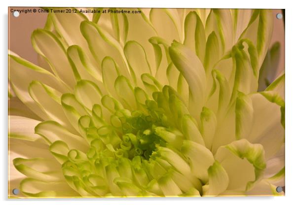 Chrysanthemum Acrylic by Chris Turner