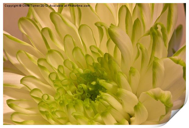 Chrysanthemum Print by Chris Turner