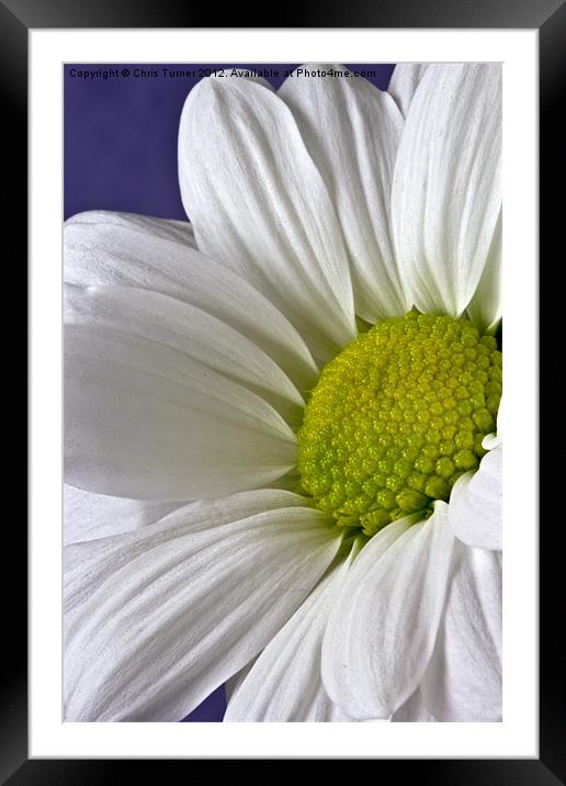 Daisy - Chrysanthemum Framed Mounted Print by Chris Turner