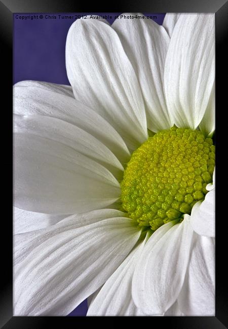 Daisy - Chrysanthemum Framed Print by Chris Turner