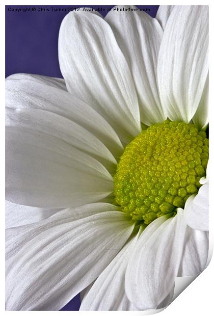 Daisy - Chrysanthemum Print by Chris Turner
