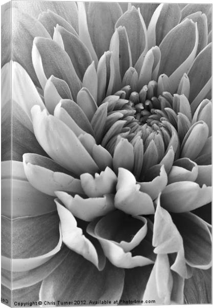 Chrysanthemum in mono Canvas Print by Chris Turner