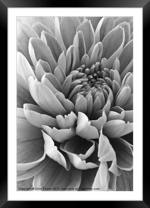Chrysanthemum in mono Framed Mounted Print by Chris Turner
