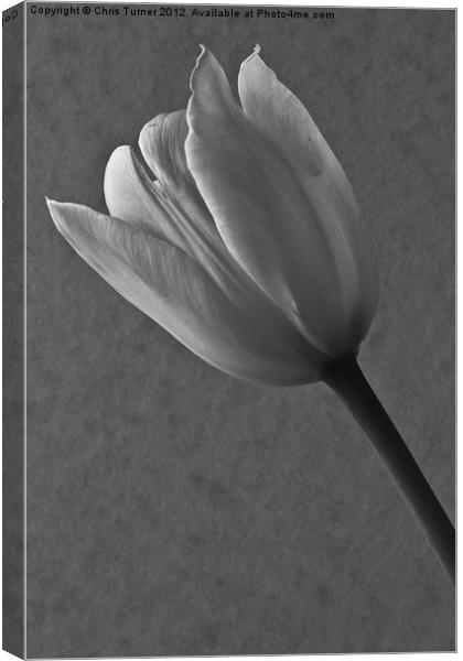 Tulip - mono Canvas Print by Chris Turner