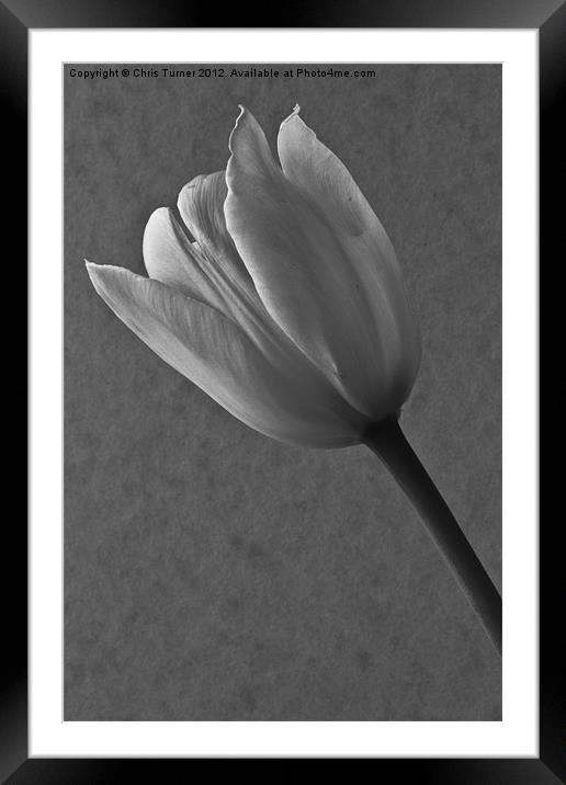 Tulip - mono Framed Mounted Print by Chris Turner