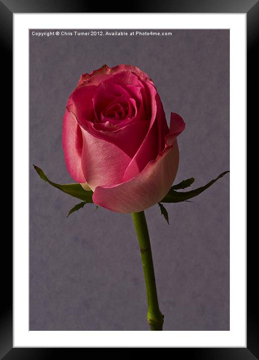 Single Rose Framed Mounted Print by Chris Turner