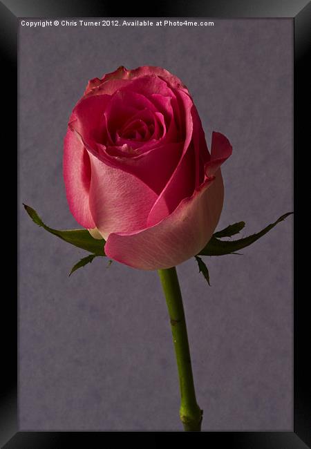 Single Rose Framed Print by Chris Turner