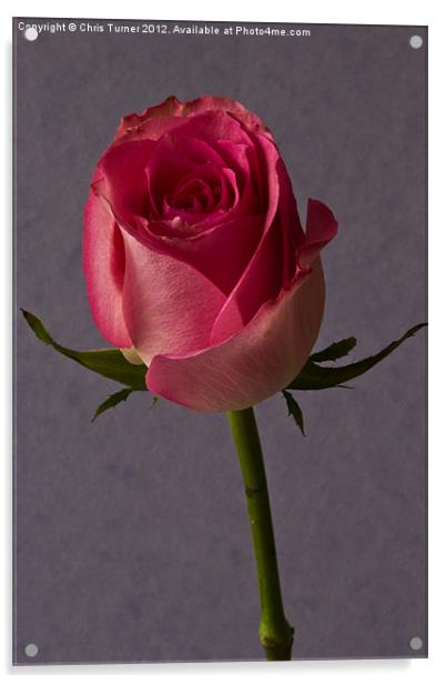Single Rose Acrylic by Chris Turner