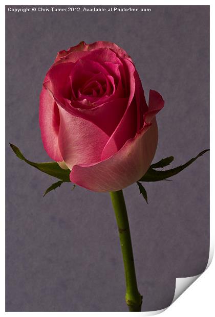 Single Rose Print by Chris Turner