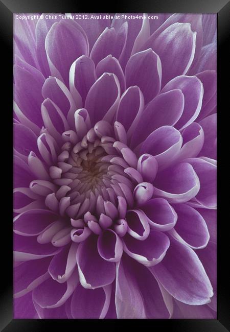 Chrysanthemum pink lilac Framed Print by Chris Turner