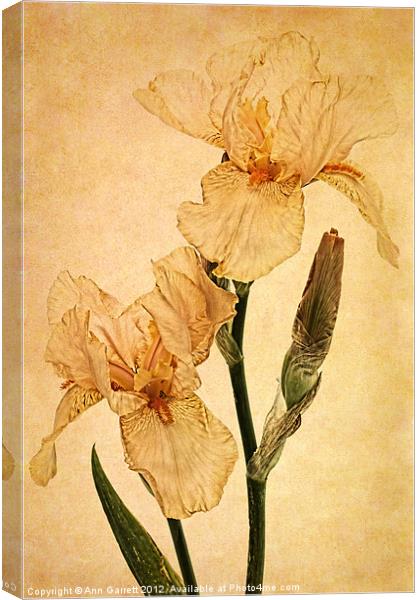 Peach Iris Germanica Canvas Print by Ann Garrett