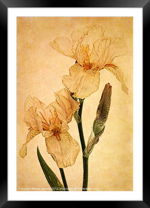 Peach Iris Germanica Framed Mounted Print by Ann Garrett