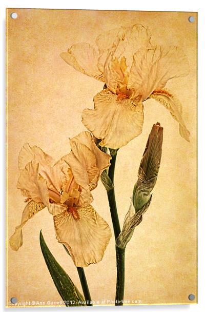 Peach Iris Germanica Acrylic by Ann Garrett