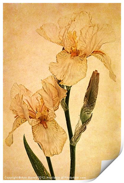 Peach Iris Germanica Print by Ann Garrett