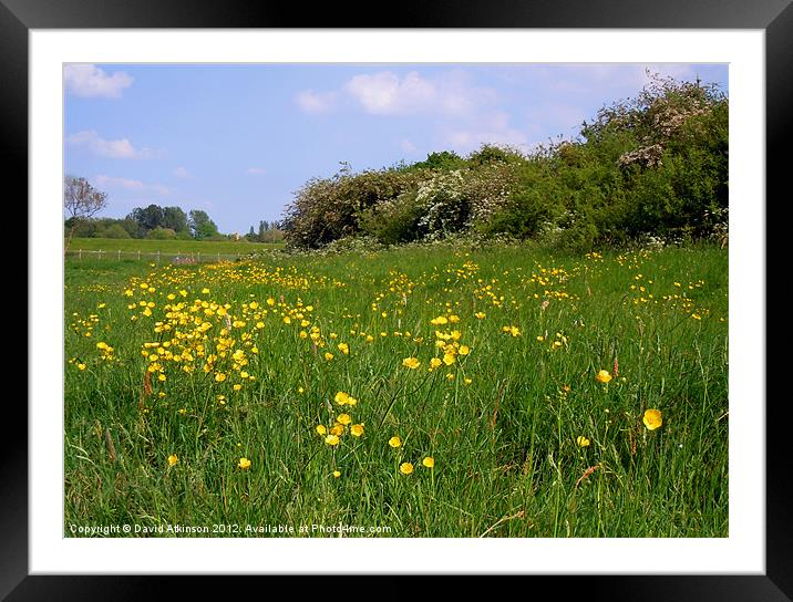 BUTTERCUP MEADOW Framed Mounted Print by David Atkinson
