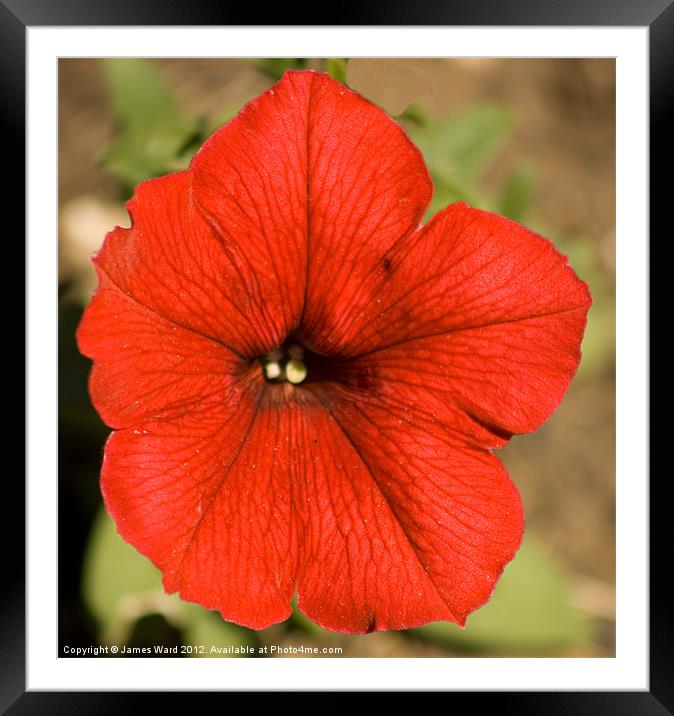 Red Petunia Framed Mounted Print by James Ward